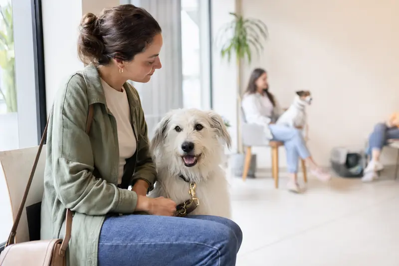 Ein Maremmen-Abruzze Hund sitzt ruhig neben seinem Besitzer im hellen Wartezimmer einer modernen Tierarztpraxis.